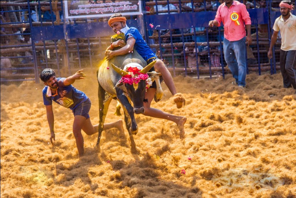 Pongal (Harvest Festival)